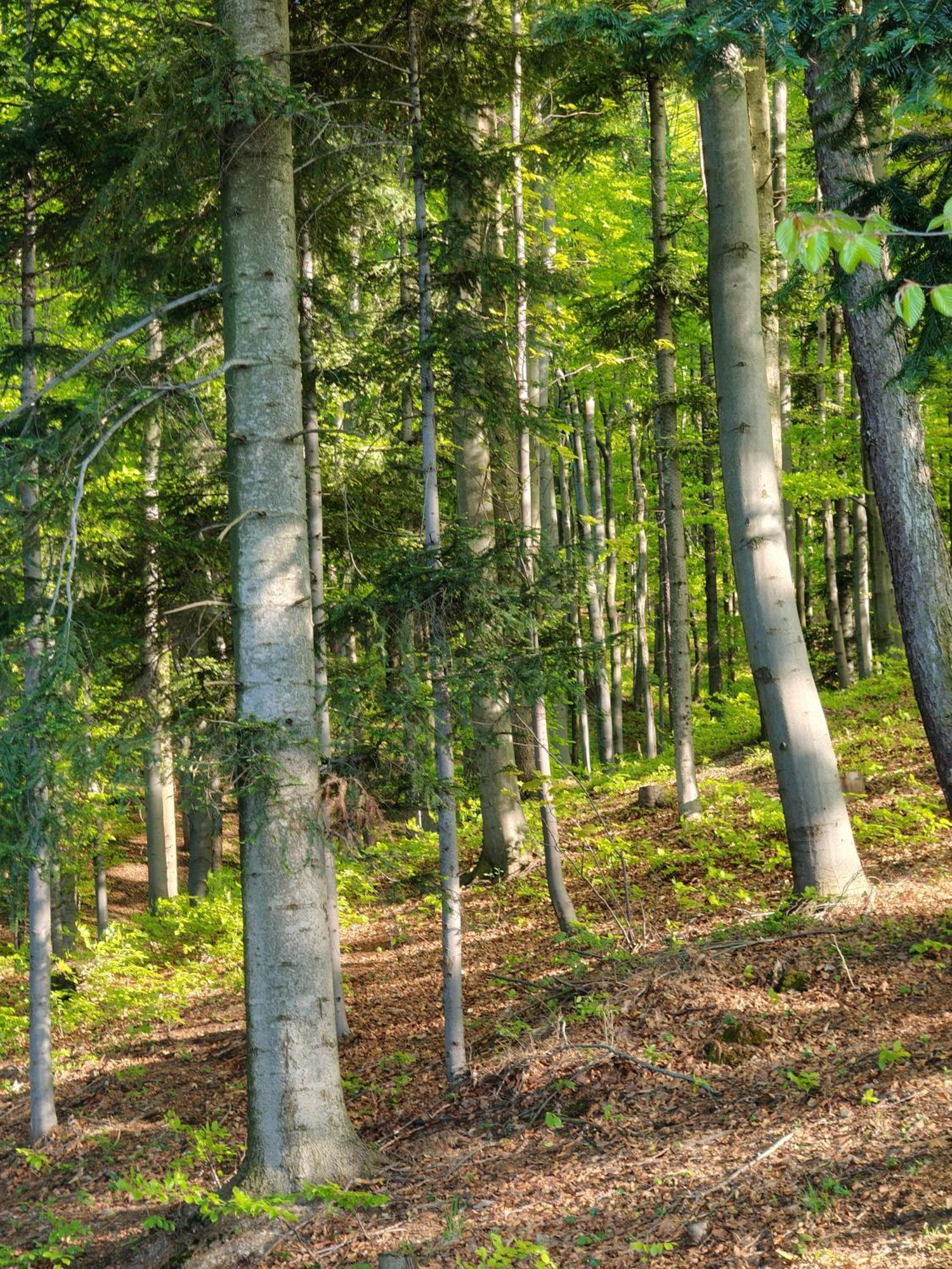 Michalowka W Gorach Przy Lesie - Energylandia Ferienhaus